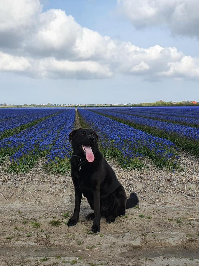 Luxe Zomerwoning Met Omheinde Tuin Voor Hond En Kinderen Dirkshorn Exterior foto